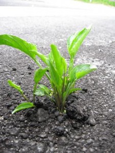 雑草対策困ってませんか 雑草に悩まされない庭にしよう Izilook
