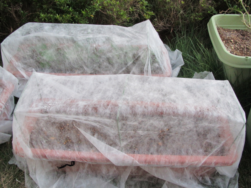 家庭菜園で使うと作物が豊かに育つ ダイソーの不織布でトライする園芸 Izilook