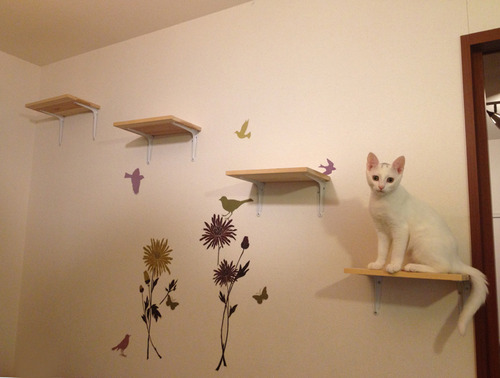 猫さんもハッピー キャットウォークをdiyしよう ネコ好き必見 Izilook 猫さんもハッピー キャットウォークをdiyしよう ネコ好き必見 Izilook